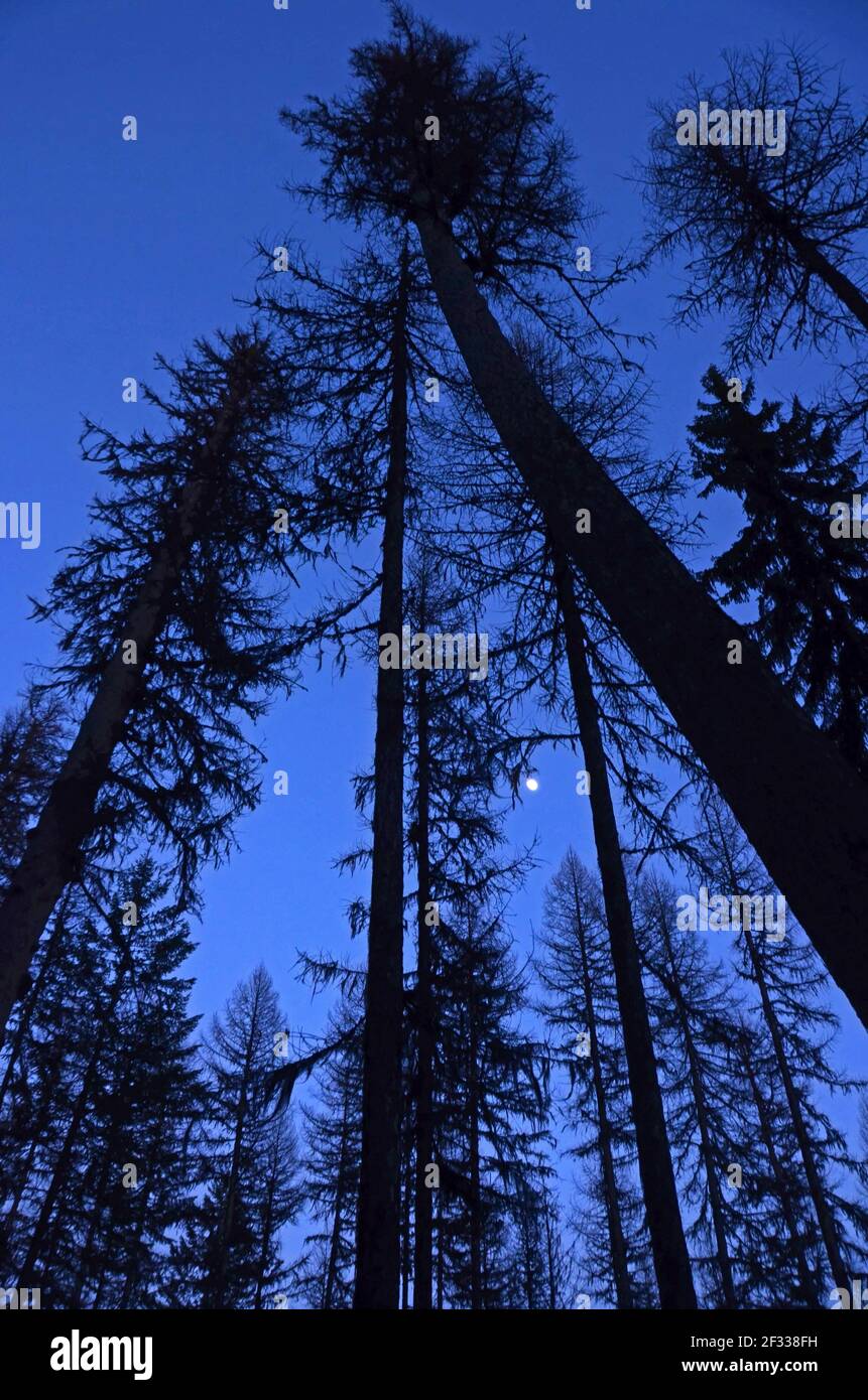 Old western larch forest and moon at twilight. Yaak Valley in the Purcell Mountains, northwest Montana. (Photo by Randy Beacham) Stock Photo