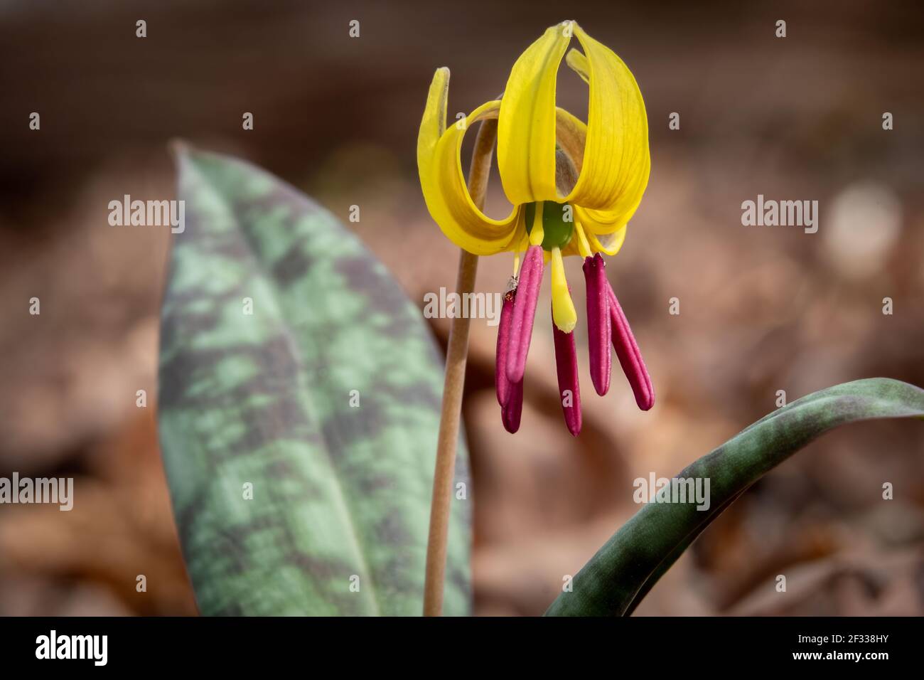 The Dimpled Trout Lily (Erythronium umbilicatum) is a native ephemeral species in the Southeast United States. Stock Photo