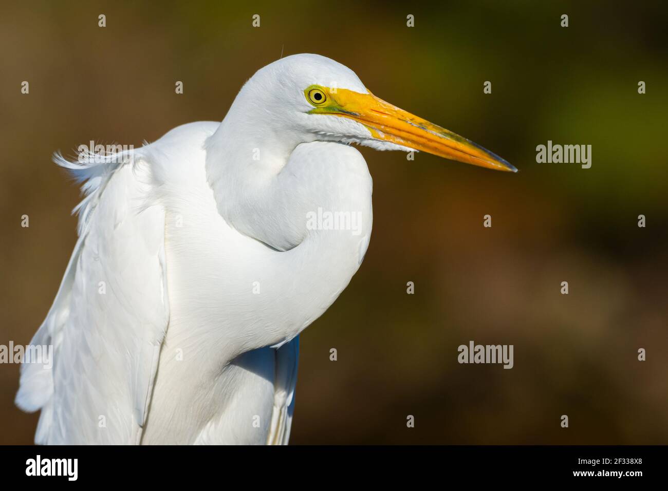 Close-up of a Great Egret. Great Egrets were once hunted nearly to extinction for their beautiful feathers. Stock Photo