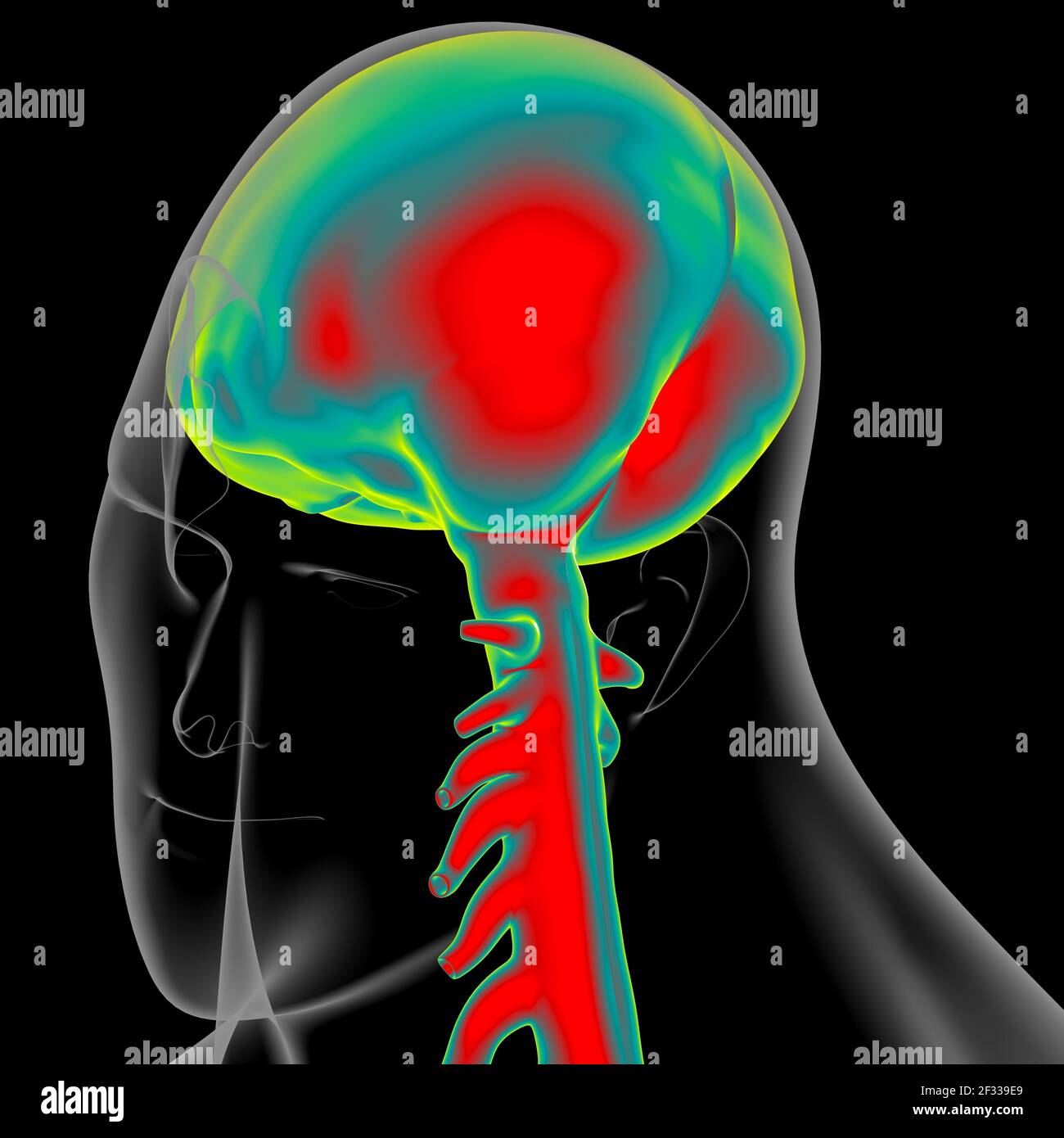 Dura mater Anatomy For Medical Concept 3D Illustration Stock Photo - Alamy