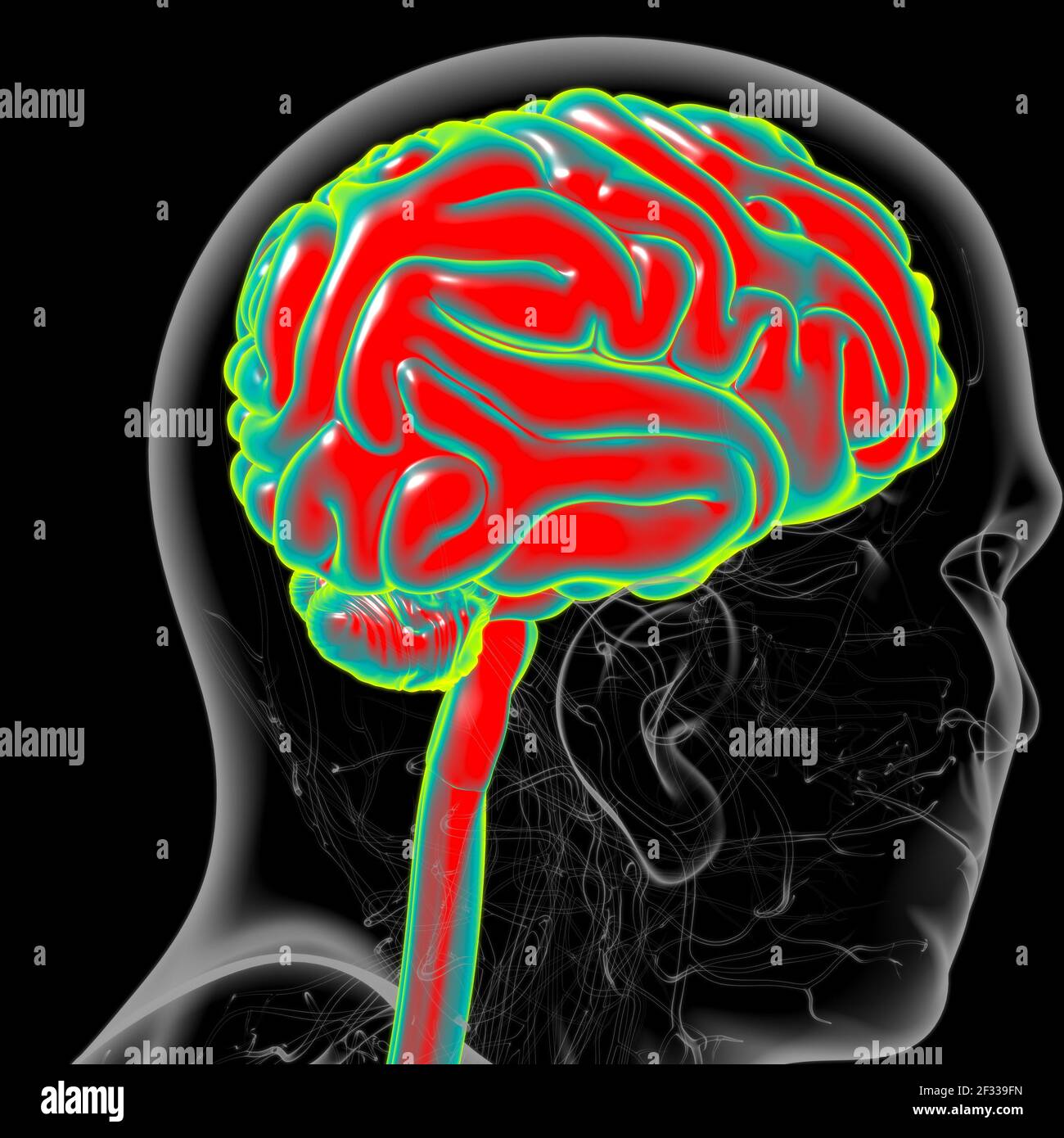 Human Brain Anatomy For Medical Concept 3D Illustration Stock Photo - Alamy