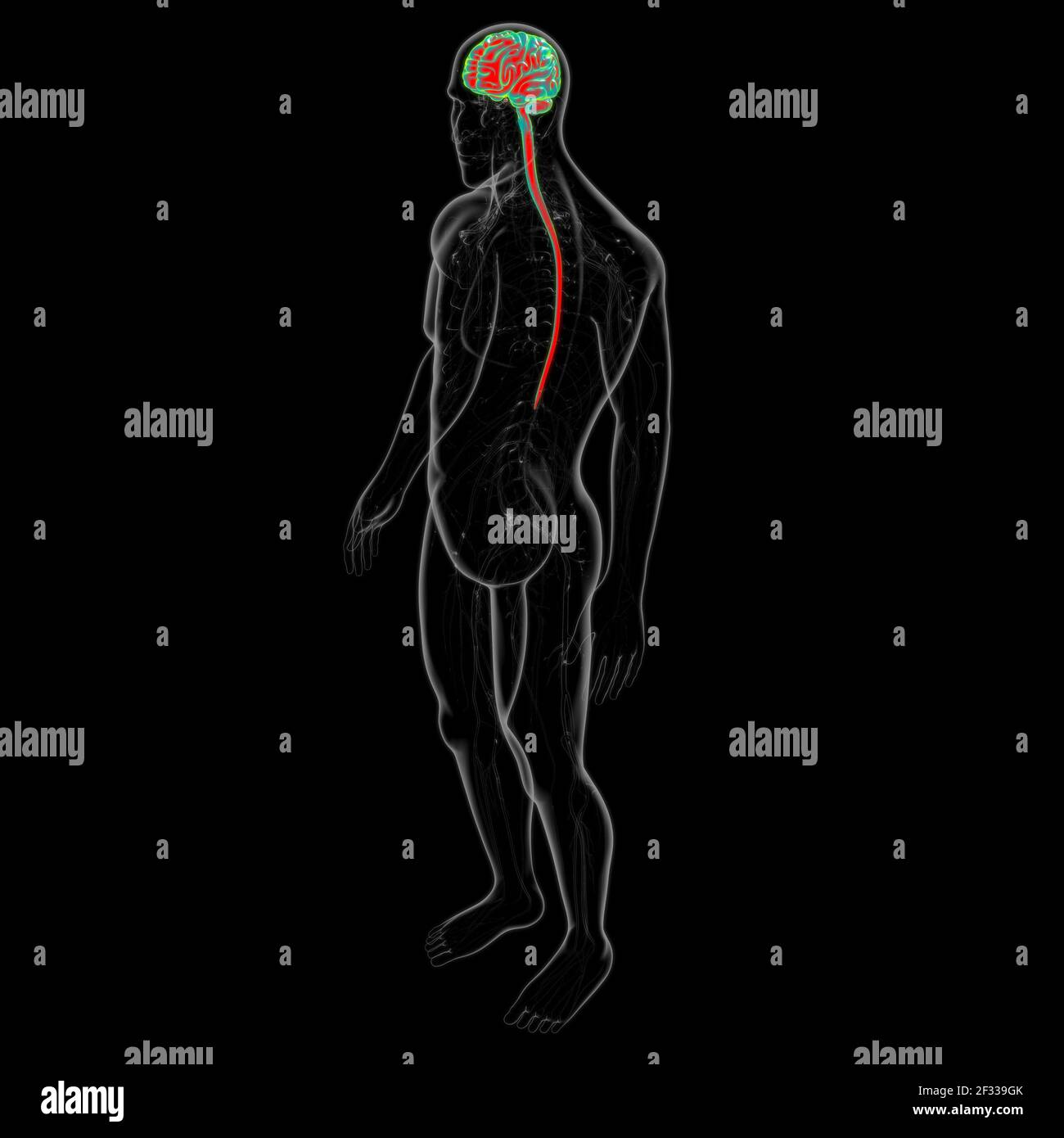 Human Brain Anatomy For Medical Concept 3D Illustration Stock Photo - Alamy