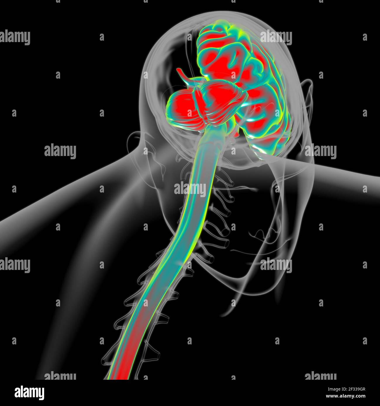 Human Brain Anatomy For Medical Concept 3D Illustration Stock Photo - Alamy