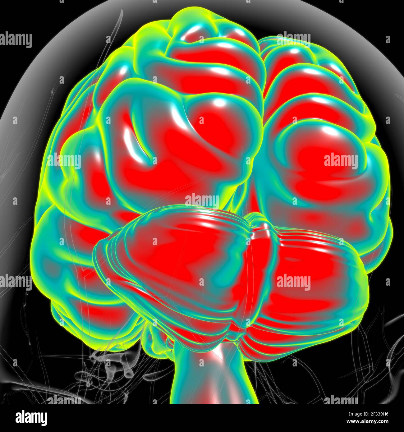 Human Brain Anatomy For Medical Concept 3D Illustration Stock Photo - Alamy