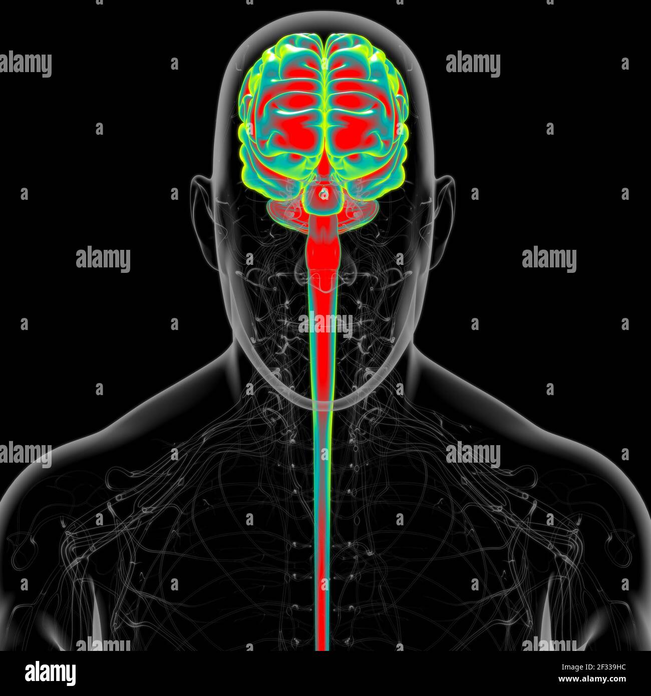 Human Brain Anatomy For Medical Concept 3D Illustration Stock Photo - Alamy