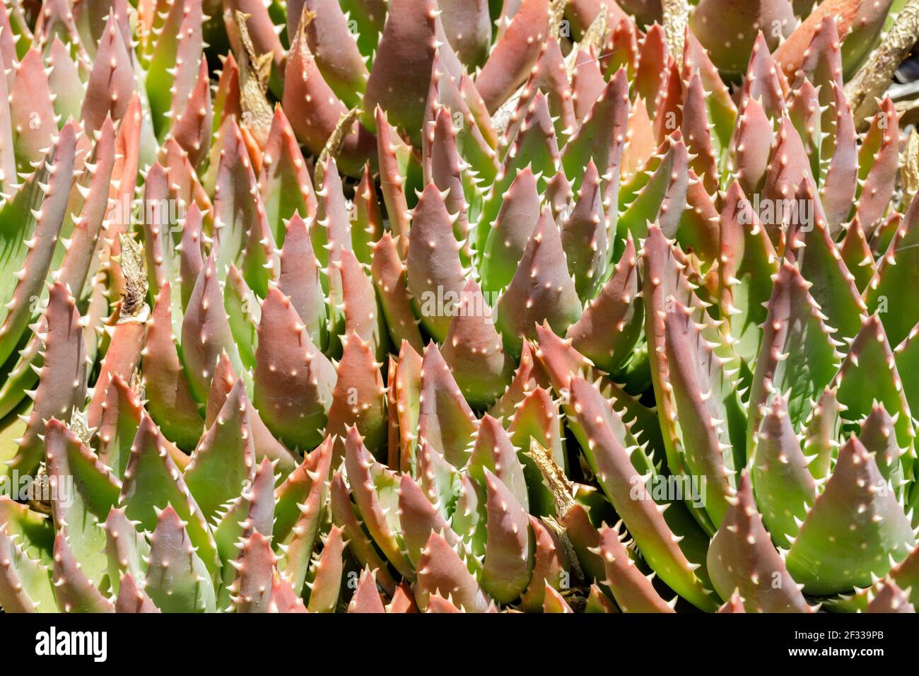 Golden Toothed Aloe Stock Photo