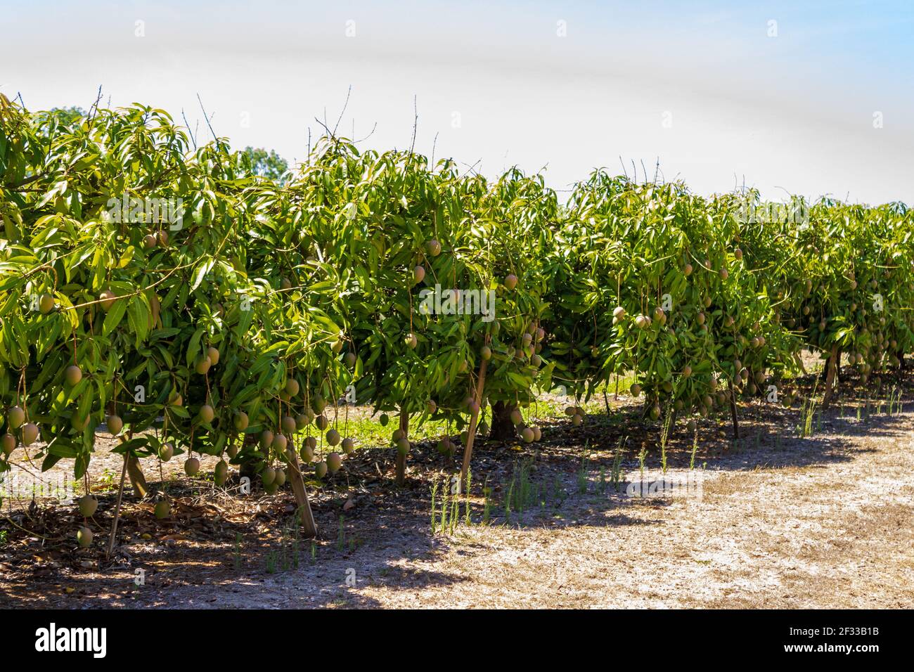 Rows of mango trees line the road in the countryside near Mareeba