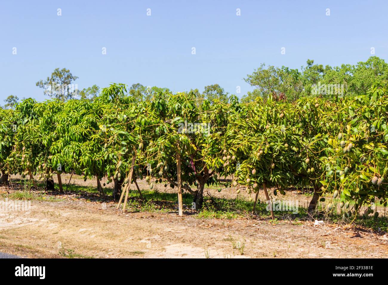 Rows of mango trees line the road in the countryside near Mareeba