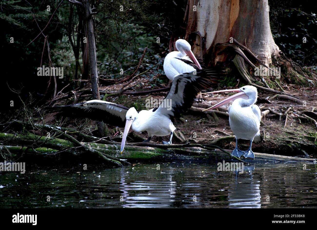 ... and don't come back! The Pelican (Pelicanus Conspicilatus) interloper, gets his marching orders, at the Pelican pond at Healesville Sanctuary. Stock Photo