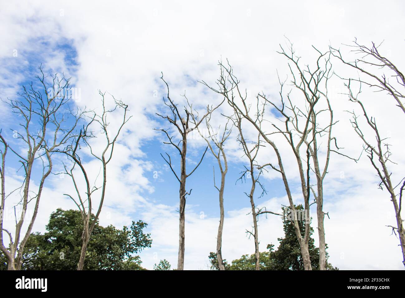 The tree branches against blue sky with clouds Stock Photo - Alamy