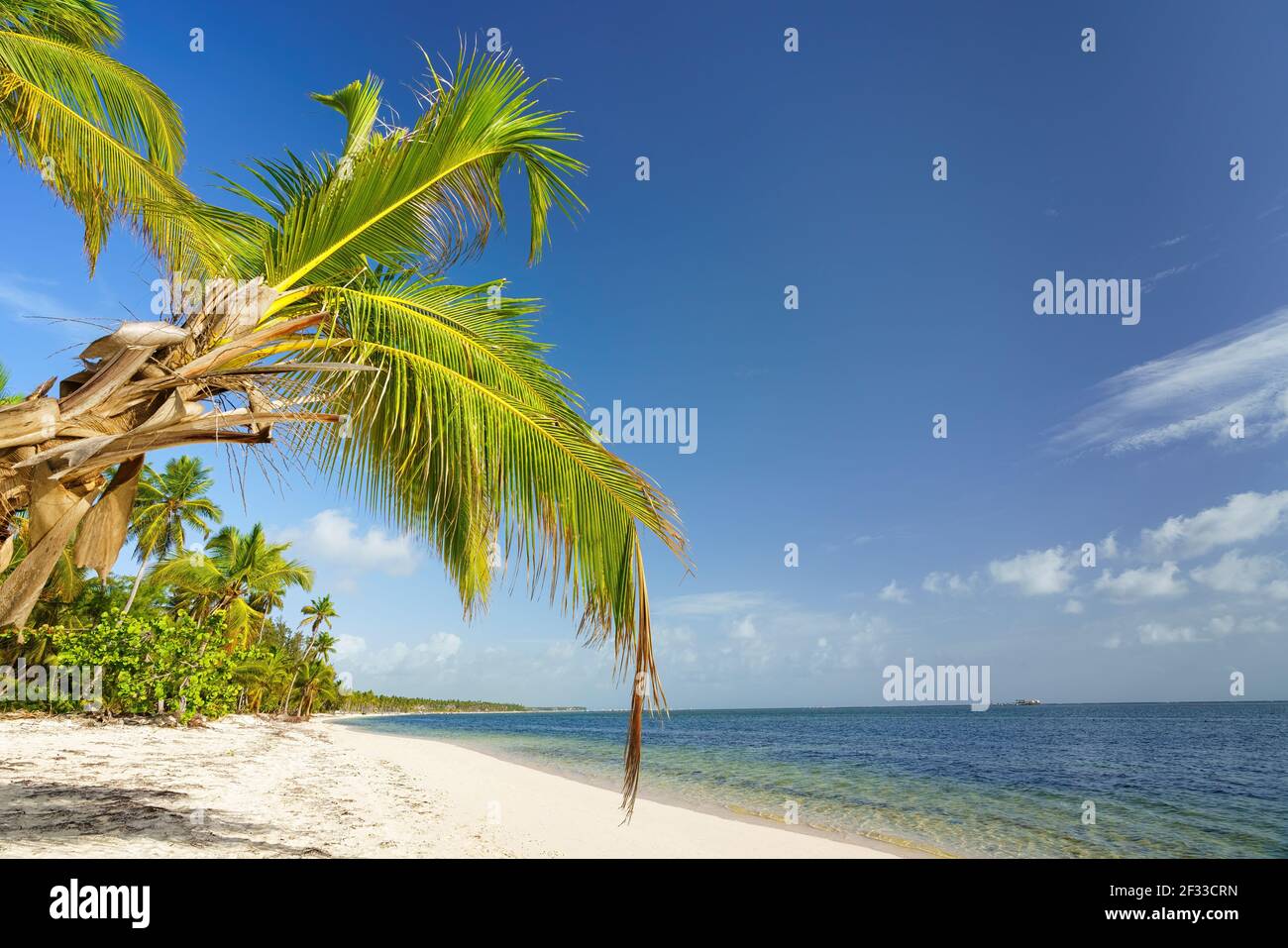 Palm trees on beautiful tropical sunny beach in Dominican republic Stock Photo