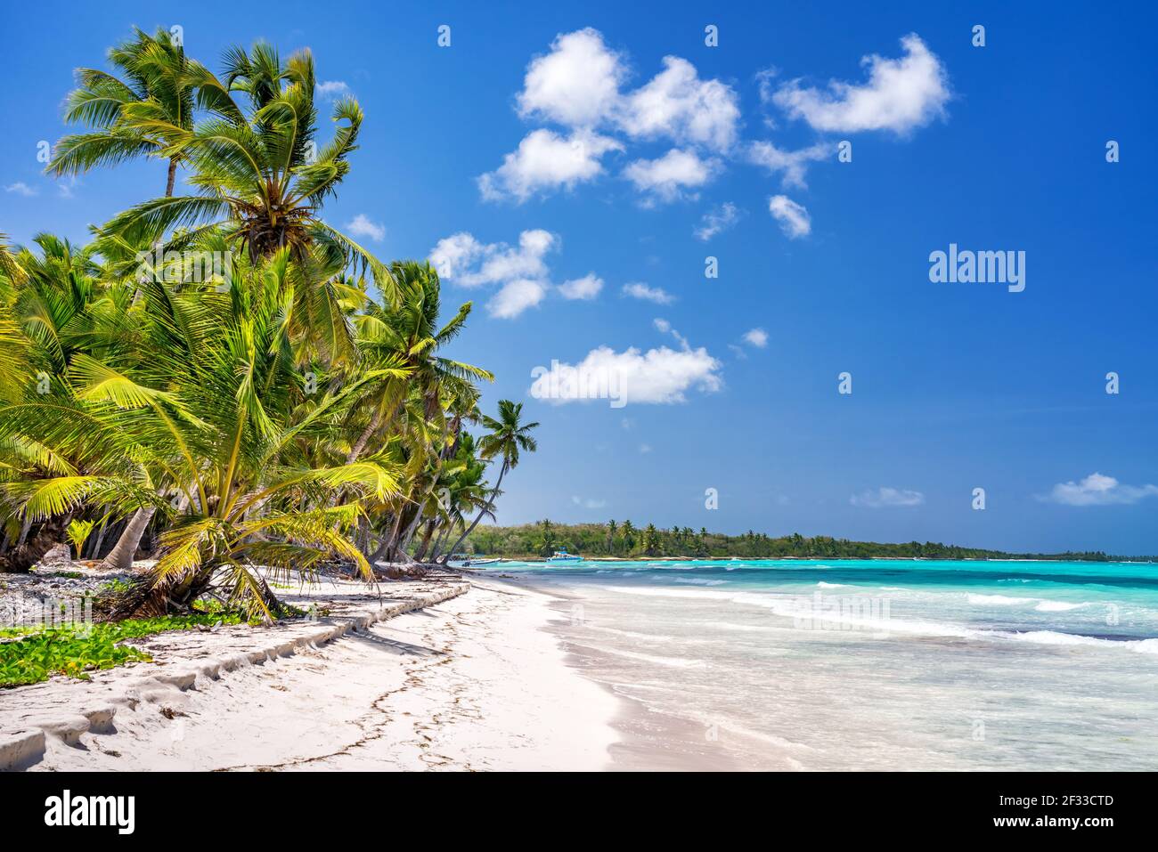 Palm trees on beautiful tropical sunny beach in Dominican republic Stock Photo