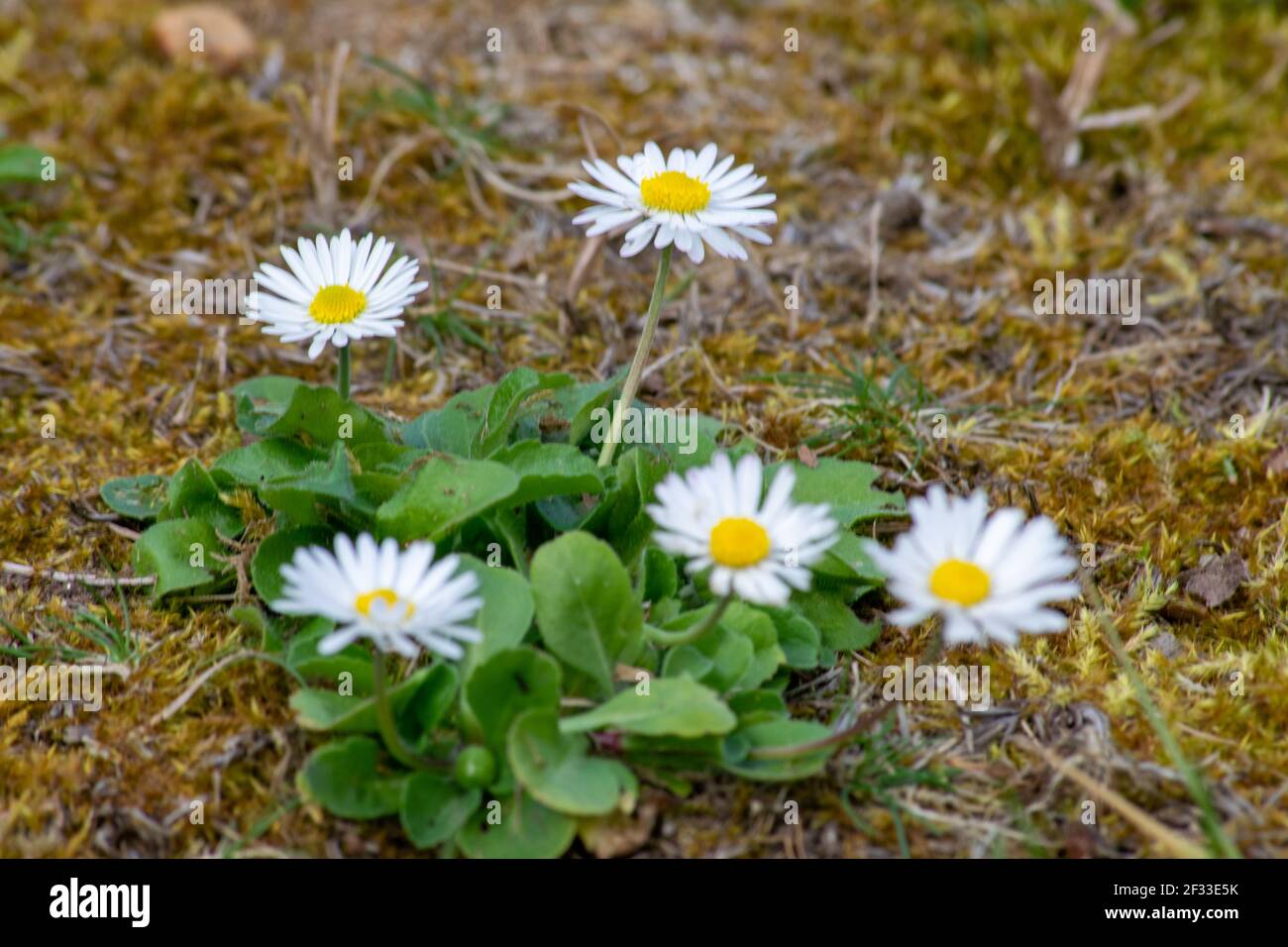 Group of Bellis perennis, a common European species of daisy, of the family Asteraceae, often considered the archetypal species of that name. Springs. Stock Photo