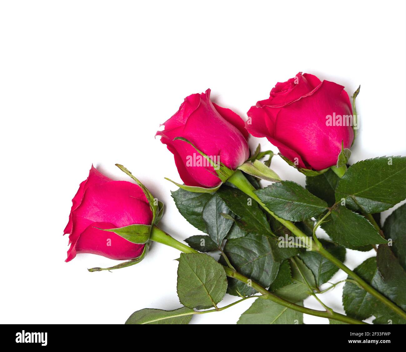 Photo of three fresh dark pink roses on whites background. Refinement