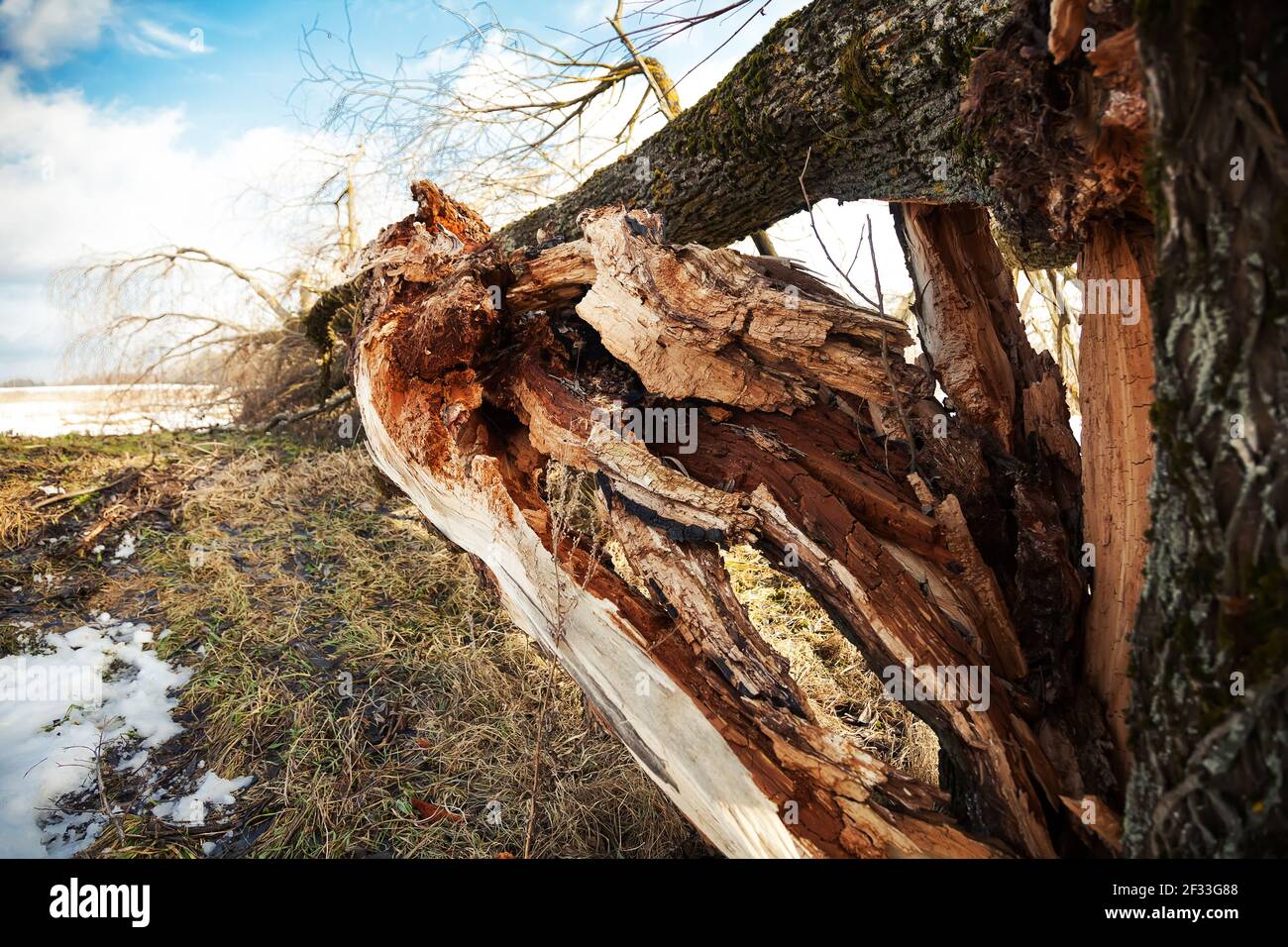 A fallen tree after a hurricane against the blue sky. A broken tree ...
