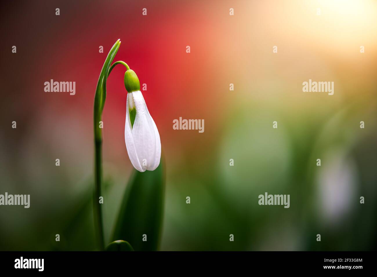 Snowdrop or common snowdrop (Galanthus nivalis) flower in the forest with warm sunshine and colorful background at springtime. The first flowers of th Stock Photo