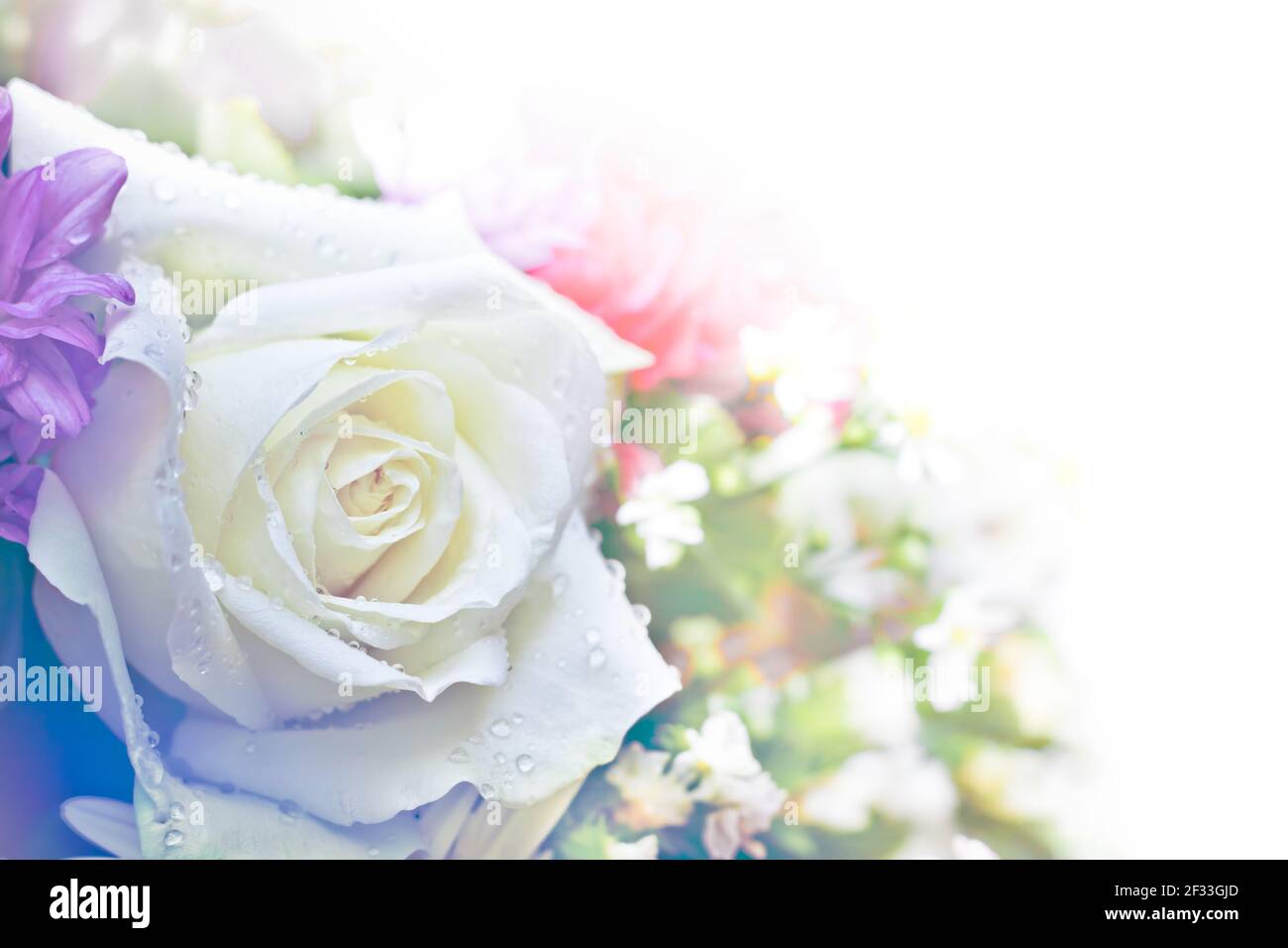 Beautiful rose flower hi-res stock photography and images - Alamy