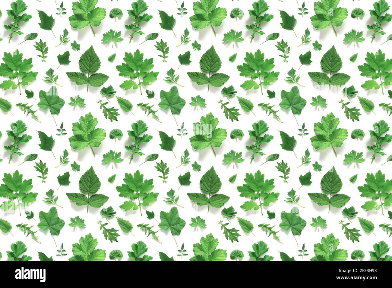 Pattern of various natural green leaves on a white background, as a ...