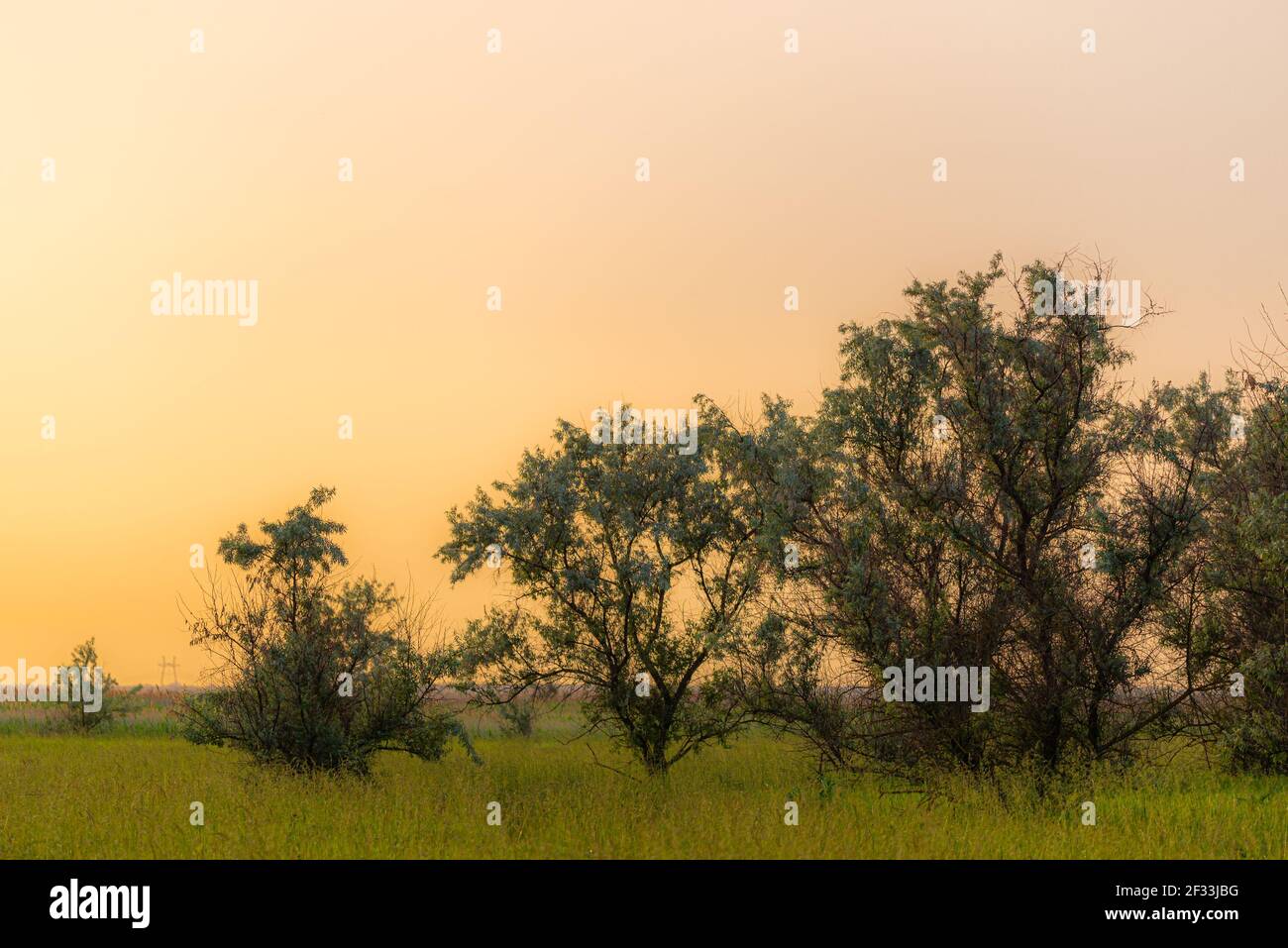 The silhouette of the lush crown of Elaeagnus commutata tree at sunset, in the background the sky with warm colors of the sun going down. Orange backl Stock Photo