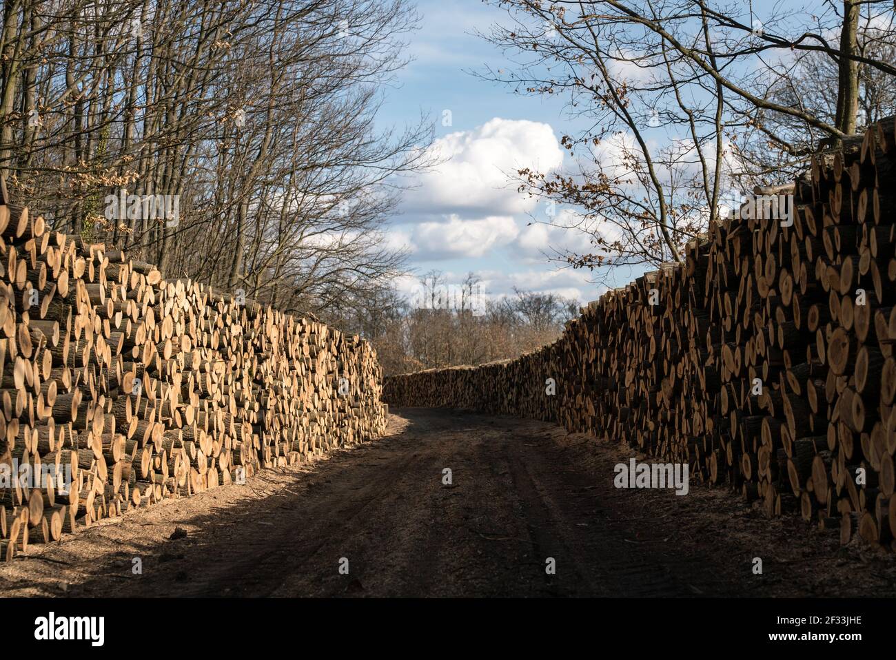Logging in the winter. Logs are lined up. Stock photo. Stock Photo