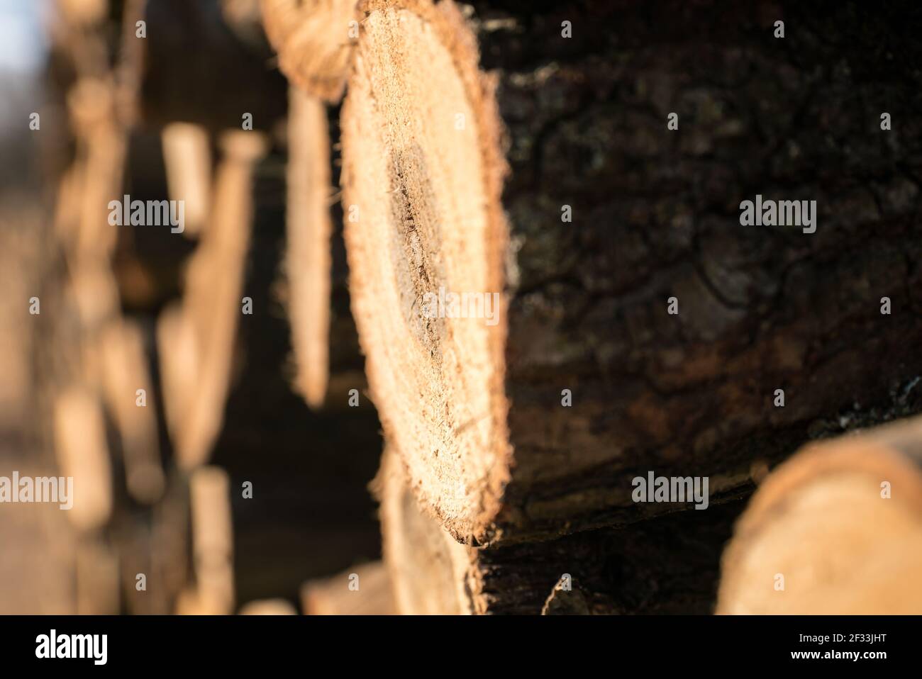 Logging in the winter. Logs are lined up. Stock photo. Stock Photo