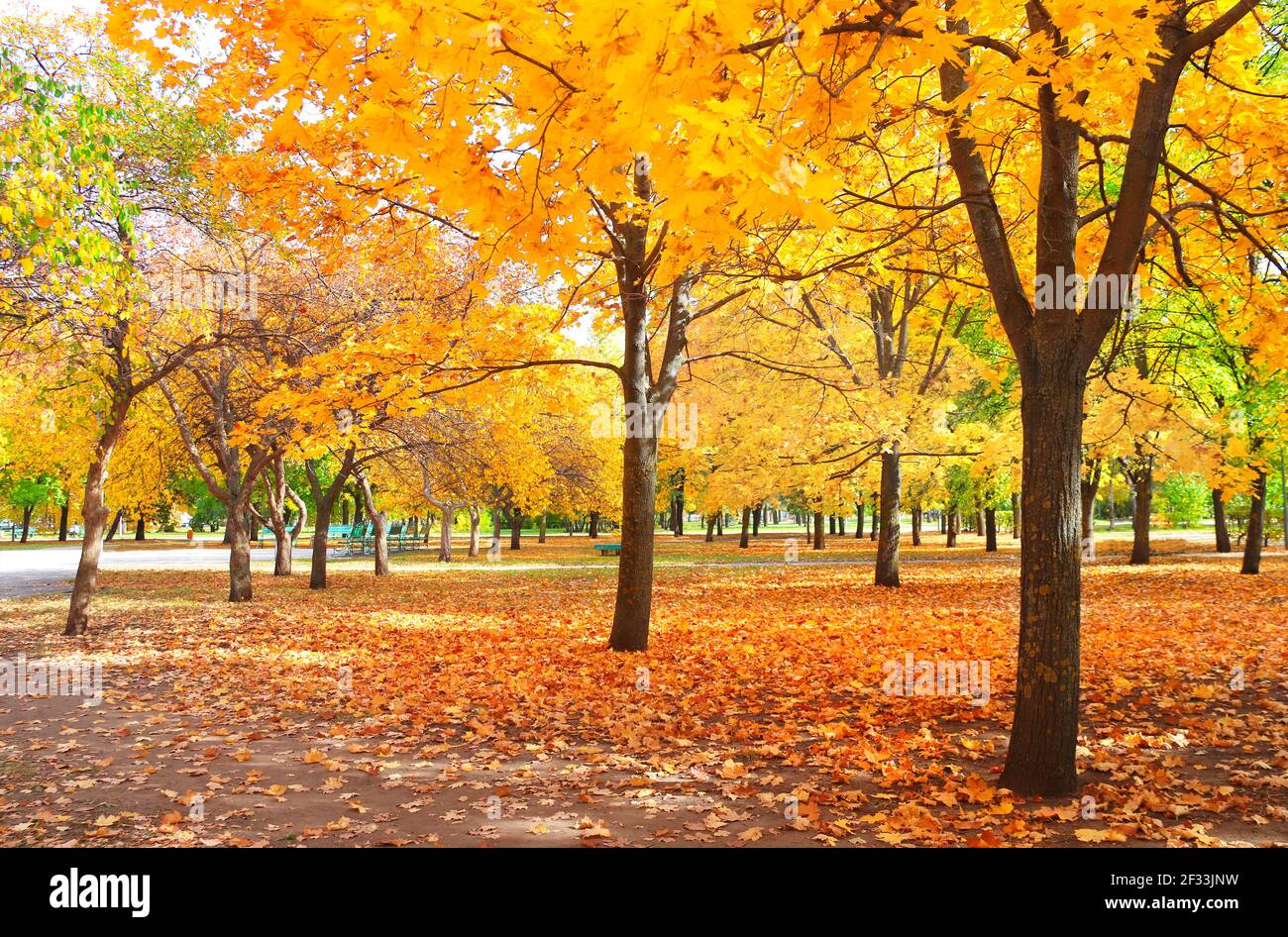 Calm fall season. Beautiful landscape with maple alley in autumn park ...