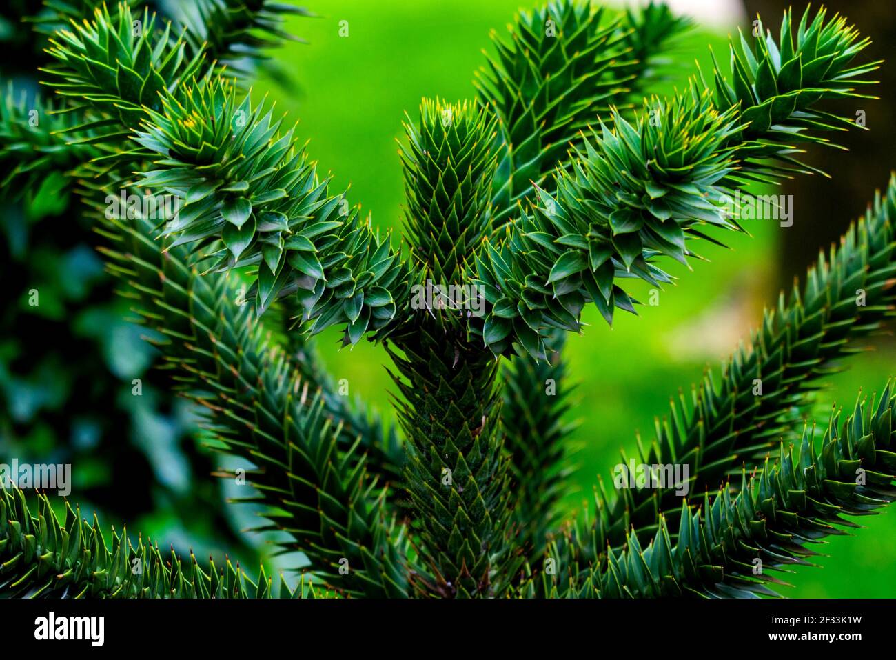 Branch of Araucaria araucana, Monkey puzzle tree, Monkey tail tree, or Chilean pine. It is an evergreen tree, the hardiest species in the conifer genu Stock Photo