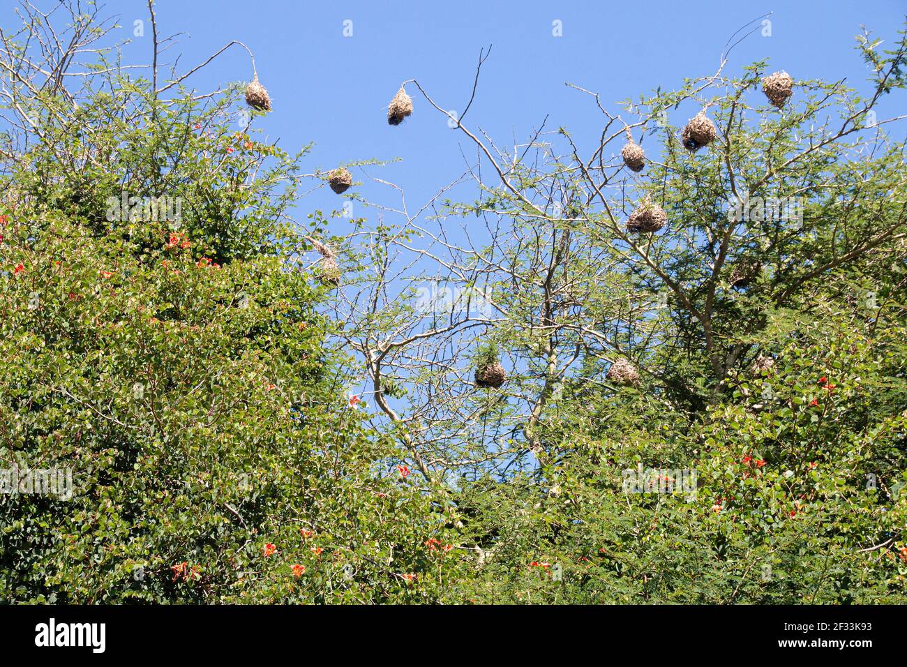 Weavers' nests constructed in green thorn tree Stock Photo