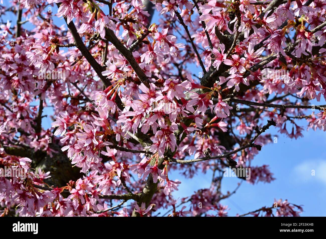 Pink Blossom (genus Prunus), Sidcup, Kent.  UK Stock Photo