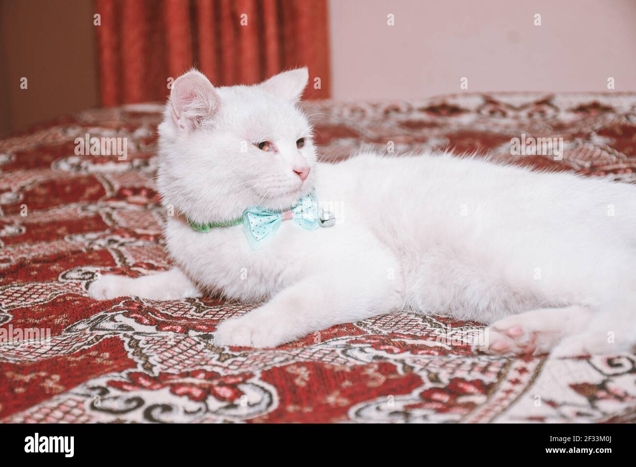 White cat funny lying in the bed on bed Stock Photo