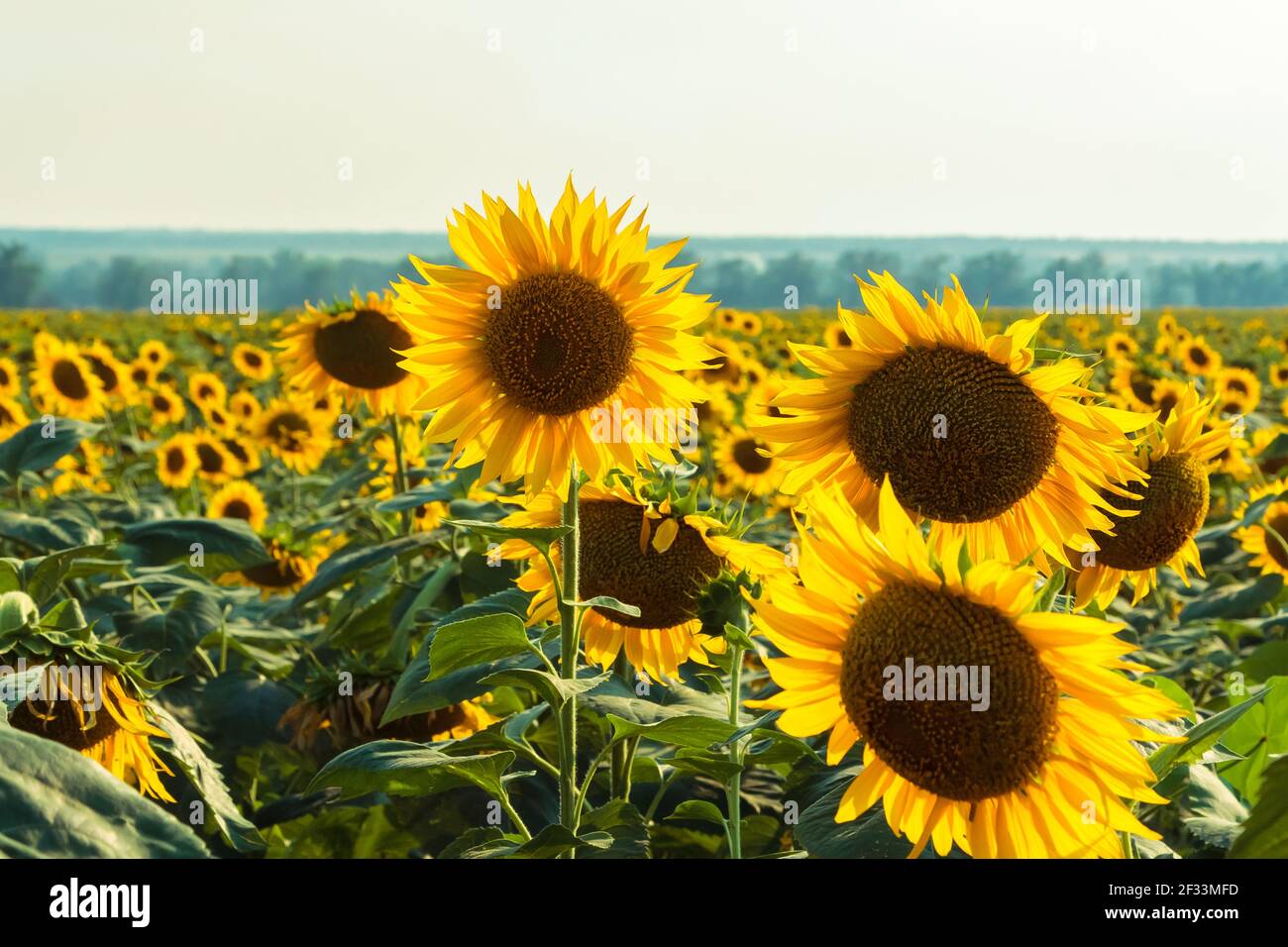 Bright yellow gold sunflowers hi-res stock photography and images - Alamy