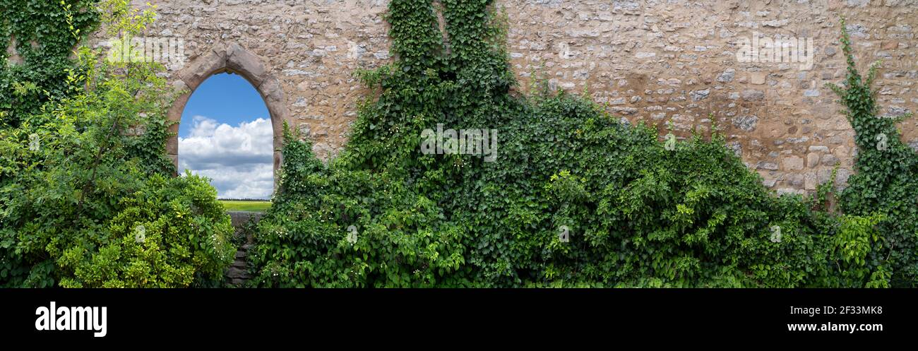 Old, partly overgrown wall with an open, gothic window arch Stock Photo