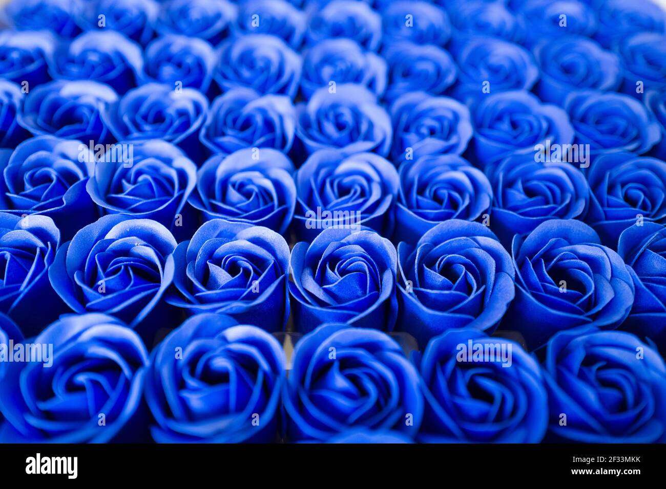 Blue roses Stock Photo