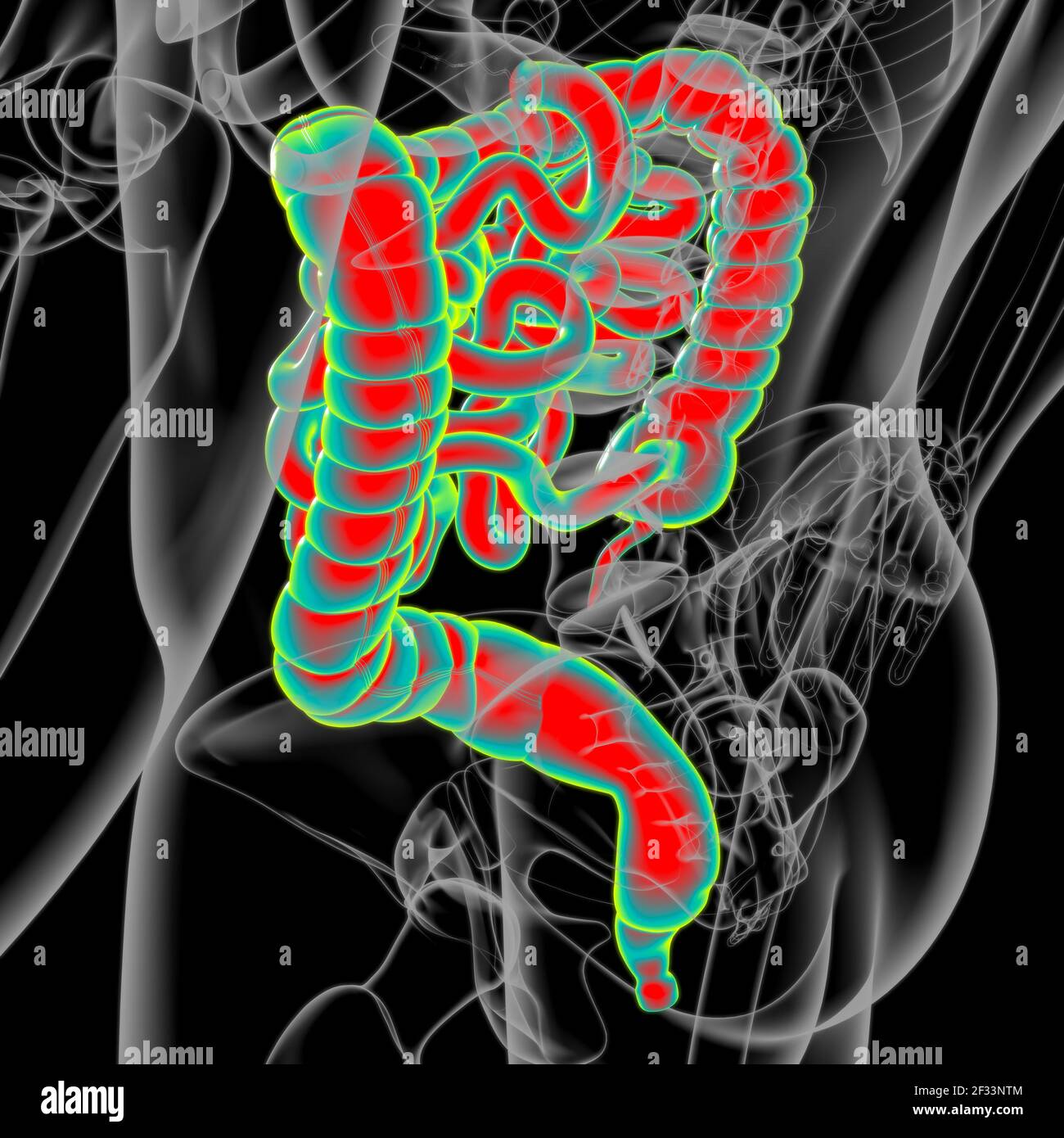 Small and large Intestine 3D Illustration Human Digestive System ...
