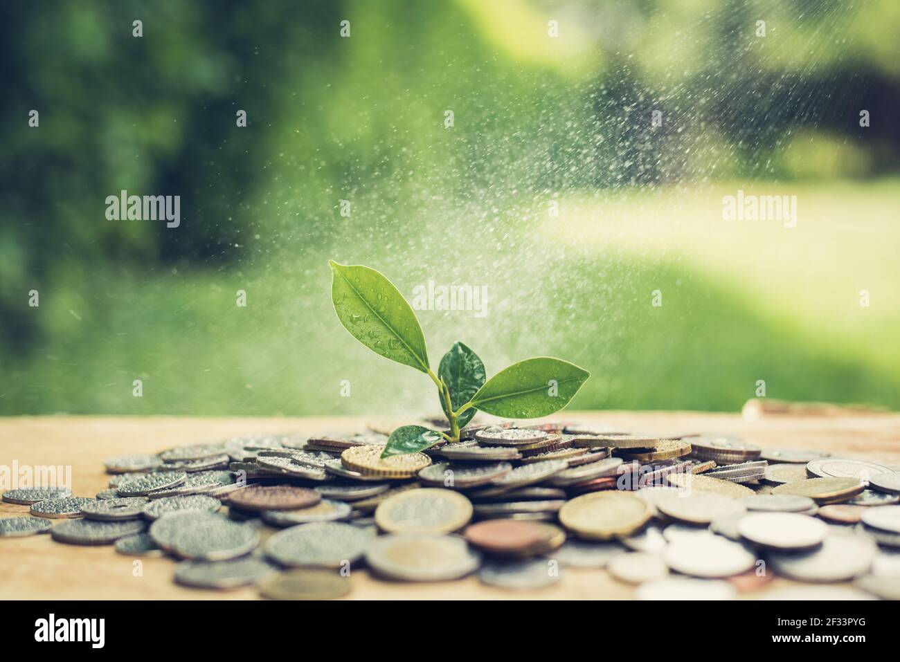 Young plant growing from heap of money (coins) - passive income, savings and investment concept Stock Photo