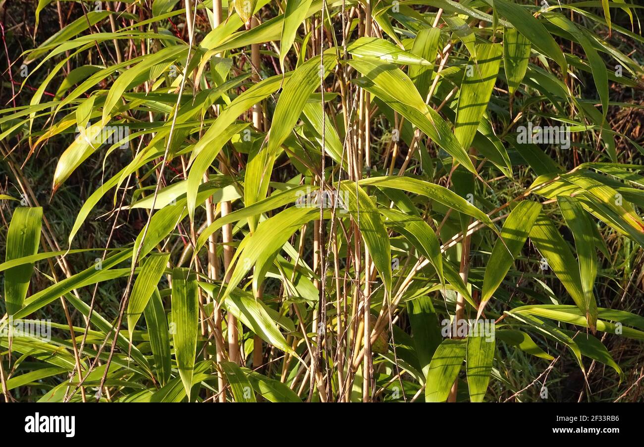 Asian plant hi-res stock photography and images - Alamy