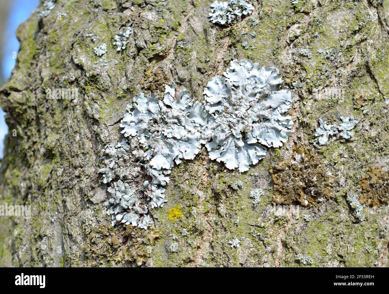 Flavoparmelia caperata. lichen on the bark of a tree. Stock Photo