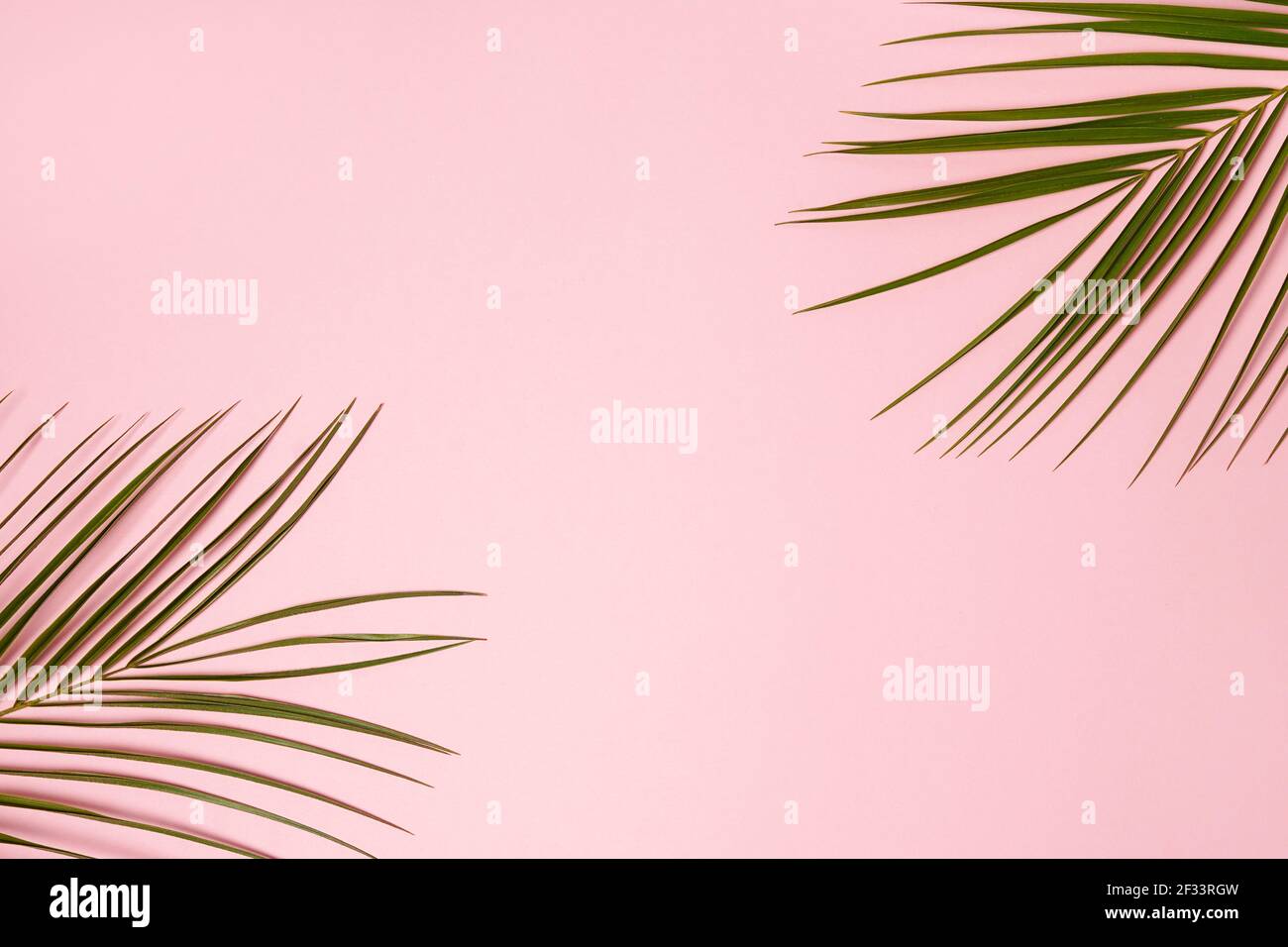 Palm leaves isolated on pink background with copy space Stock Photo - Alamy