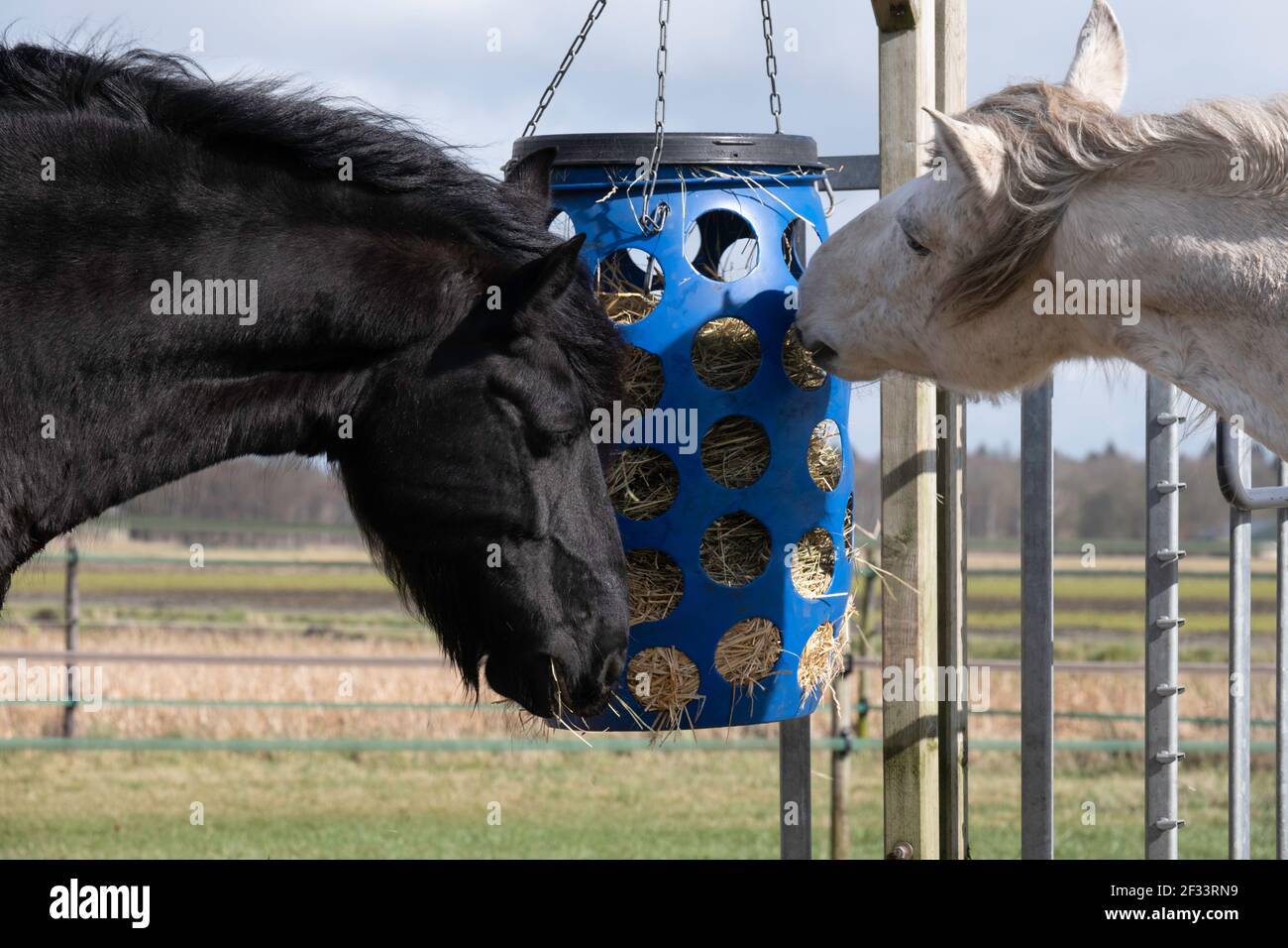 Plastic horse head hires stock photography and images Alamy