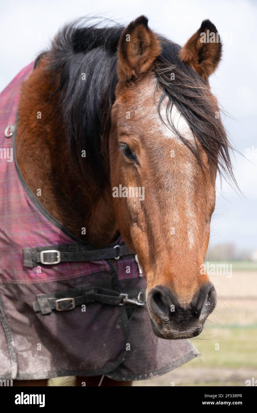 Brown horse with a red checkered cover, stands with slightly bowed head in a pasture in the Netherlands. Front view of head, mane fluttering in wind Stock Photo