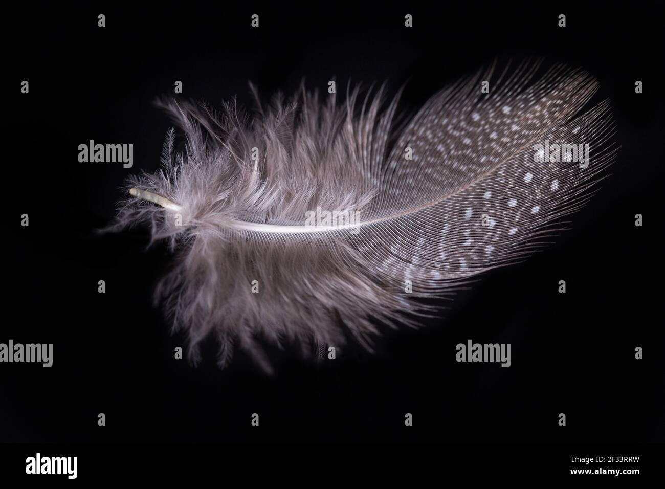 Beautiful flying delicate feathers on a black background, creative layout, soft white feathers floating in the air. Stock Photo