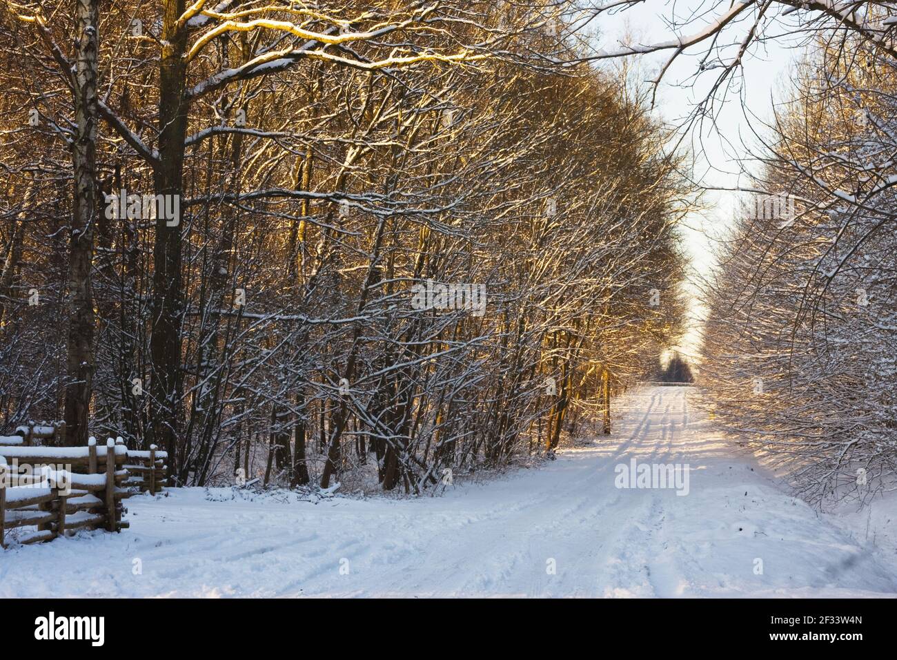 Snow road in winter forest in a sunny day Stock Photo - Alamy