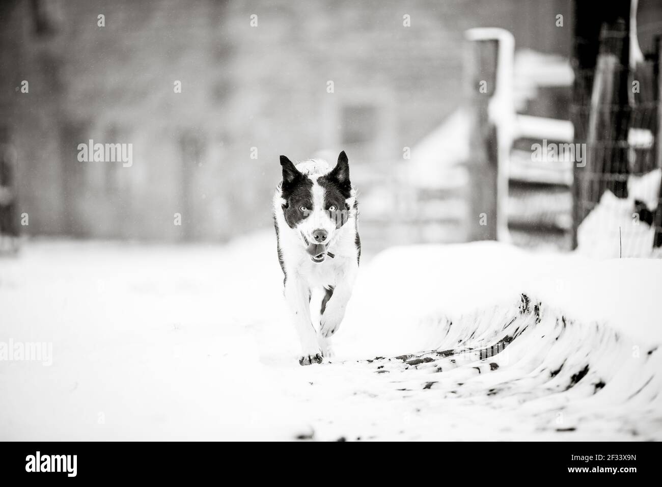 Border collie sheepdog dog running in the snow Stock Photo