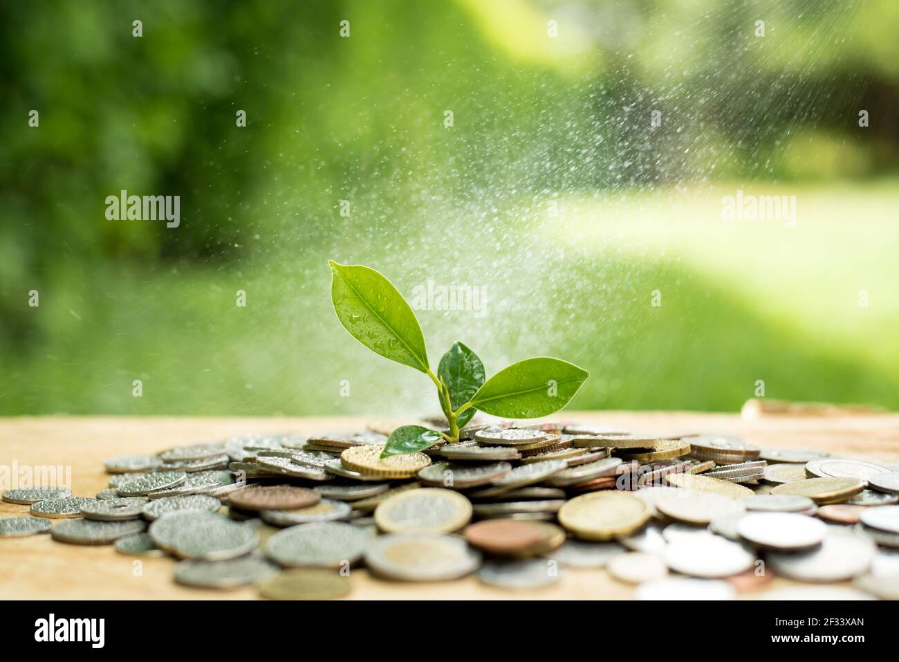 Young plant growing from heap of money (coins) - savings and investment concept Stock Photo