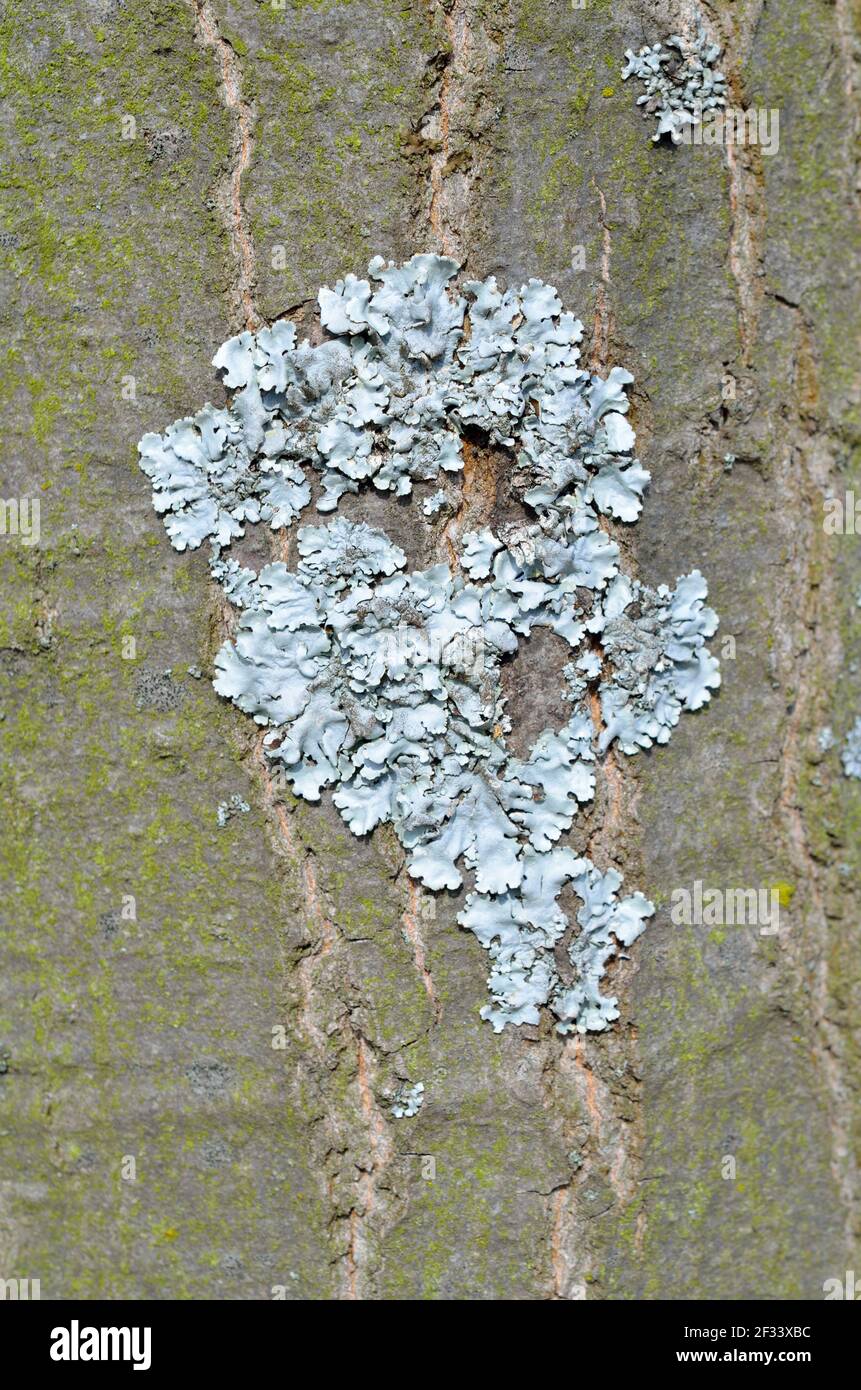 Flavoparmelia caperata. lichen on the bark of a tree. Stock Photo