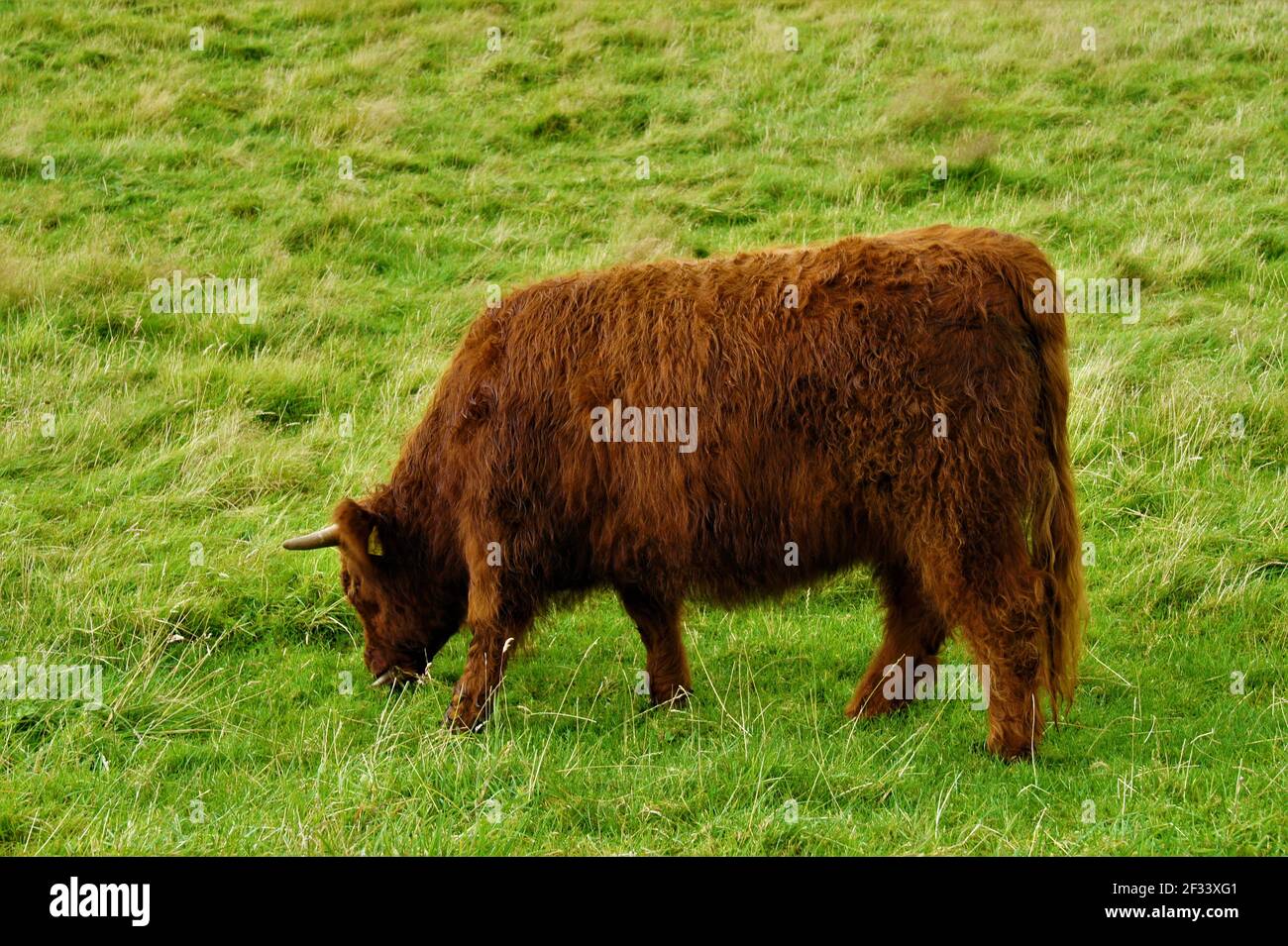 Highland cow grazing green grass Stock Photo - Alamy