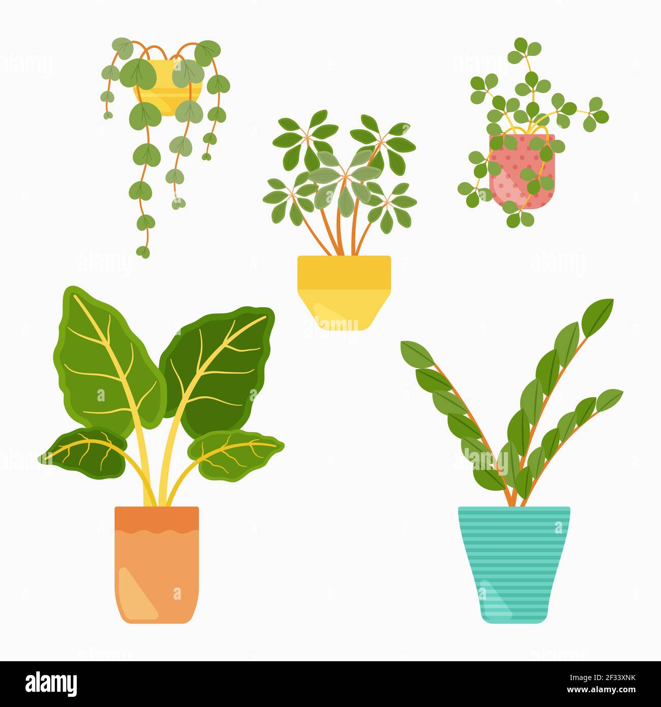 Collection of beautiful houseplants in pots Vector illustration Stock ...