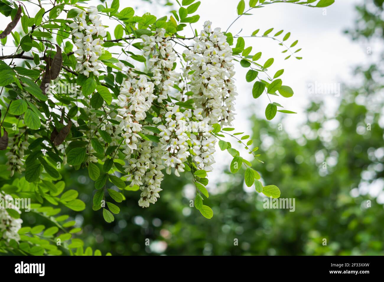 Flowers of white acacia lat. Robinia. close-up. Spring natural background. Collecting blooming flowers for alternative medicine in the month of May. B Stock Photo