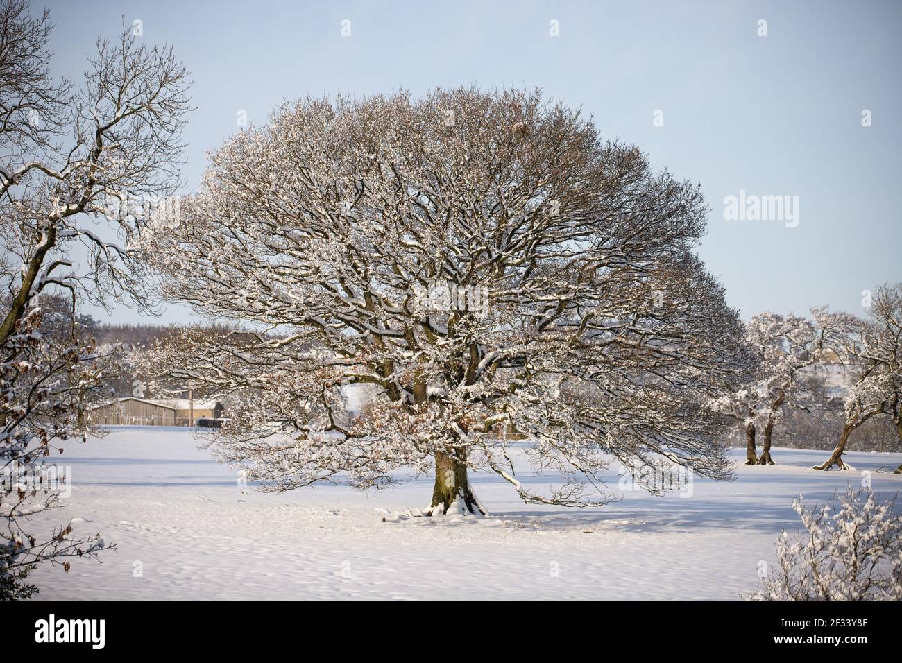 The oaktree  Winter trees, Winter landscape, Winter scenery