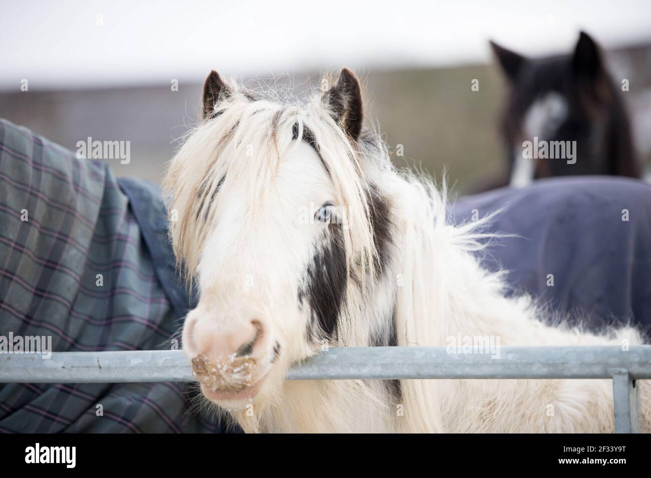 piebald black and white gypsy cob pony horse Stock Photo Alamy
